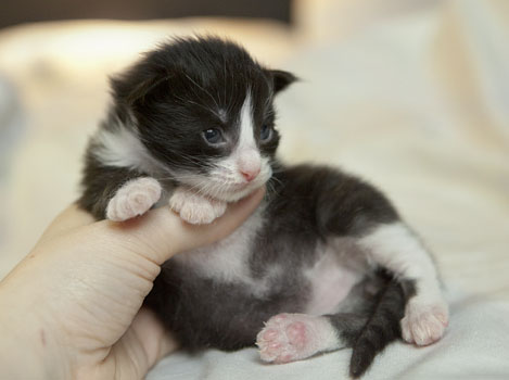 Wildfee's Norwegische Waldkatzen Wildfee's Pan der Große - 2 Wochen alt