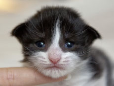 Wildfee's Norwegische Waldkatzen Wildfee's Pandora - 2 Wochen alt