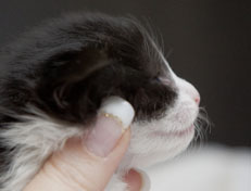 Wildfee's Norwegische Waldkatzen Wildfee's Pandora - 2 Wochen alt