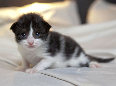 Wildfee's Norwegische Waldkatzen Wildfee's Pandora - 2 Wochen alt