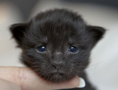 Wildfee's Norwegische Waldkatzen Wildfee's Pasha Panther Ray - 2 Wochen alt