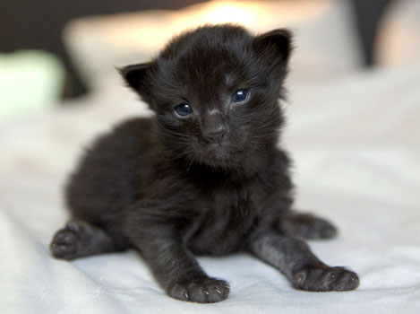 Wildfee's Norwegische Waldkatzen Wildfee's Pasha Panther Ray - 2 Wochen alt