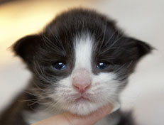 Wildfee's Norwegische Waldkatzen SC Wildfee's Pernilla - 2 Wochen alt