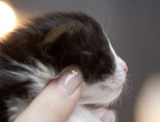 Wildfee's Norwegische Waldkatzen SC Wildfee's Pernilla - 2 Wochen alt