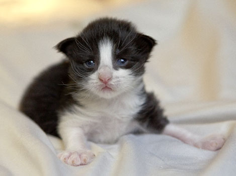 Wildfee's Norwegische Waldkatzen SC Wildfee's Pernilla - 2 Wochen alt