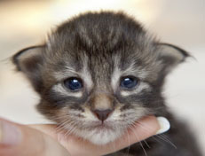 Wildfee's Norwegische Waldkatzen Wildfee's Perseus - 2 Wochen alt