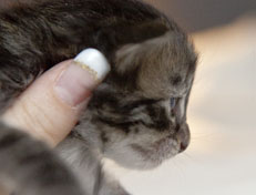 Wildfee's Norwegische Waldkatzen Wildfee's Perseus - 2 Wochen alt