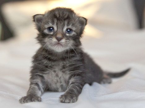 Wildfee's Norwegische Waldkatzen Wildfee's Perseus - 2 Wochen alt