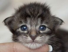 Wildfee's Norwegische Waldkatzen Wildfee's Polar Tiger - 2 Wochen alt