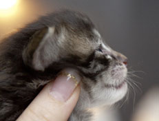 Wildfee's Norwegische Waldkatzen Wildfee's Polar Tiger - 2 Wochen alt