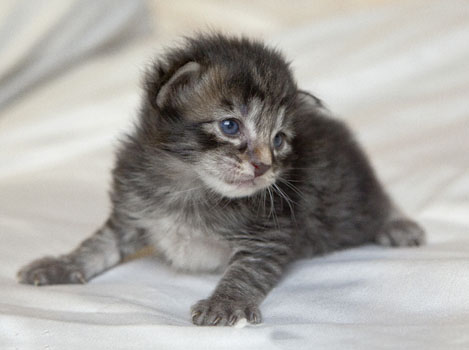 Wildfee's Norwegische Waldkatzen Wildfee's Polar Tiger - 2 Wochen alt