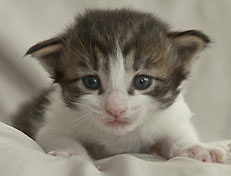 Wildfee's Norwegische Waldkatzen Wildfee's Pan Daradei - 3 Woche alt