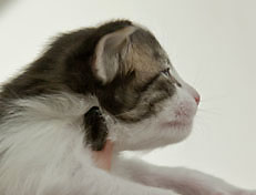 Wildfee's Norwegische Waldkatzen Wildfee's Pan Daradei - 3 Woche alt