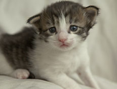 Wildfee's Norwegische Waldkatzen Wildfee's Pan Daradei - 3 Woche alt