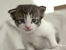 Wildfee's Norwegische Waldkatzen Wildfee's Pan Daradei - 3 Woche alt