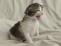 Wildfee's Norwegische Waldkatzen Wildfee's Pan Daradei - 3 Woche alt