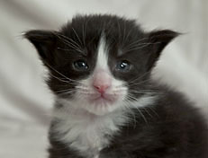 Wildfee's Norwegische Waldkatzen Wildfee's Pan der Große - 3 Woche alt