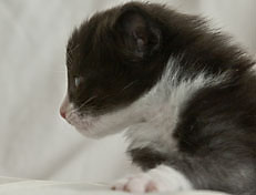 Wildfee's Norwegische Waldkatzen Wildfee's Pan der Große - 3 Woche alt