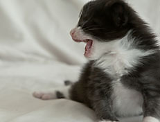 Wildfee's Norwegische Waldkatzen Wildfee's Pan der Große - 3 Woche alt