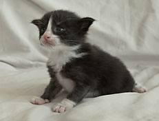 Wildfee's Norwegische Waldkatzen Wildfee's Pan der Große - 3 Woche alt