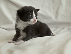 Wildfee's Norwegische Waldkatzen Wildfee's Pan der Große - 3 Woche alt