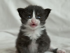 Wildfee's Norwegische Waldkatzen Wildfee's Pan der Große - 3 Woche alt