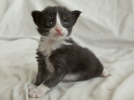 Wildfee's Norwegische Waldkatzen Wildfee's Pan der Große - 3 Woche alt