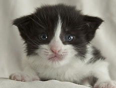 Wildfee's Norwegische Waldkatzen Wildfee's Pandora - 3 Woche alt