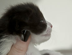 Wildfee's Norwegische Waldkatzen Wildfee's Pandora - 3 Woche alt