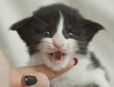 Wildfee's Norwegische Waldkatzen Wildfee's Pandora - 3 Woche alt