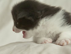 Wildfee's Norwegische Waldkatzen Wildfee's Pandora - 3 Woche alt