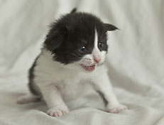 Wildfee's Norwegische Waldkatzen Wildfee's Pandora - 3 Woche alt