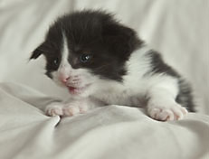 Wildfee's Norwegische Waldkatzen Wildfee's Pandora - 3 Woche alt