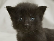 Wildfee's Norwegische Waldkatzen Wildfee's Pasha Panther Ray - 3 Woche alt