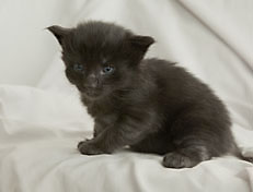 Wildfee's Norwegische Waldkatzen Wildfee's Pasha Panther Ray - 3 Woche alt