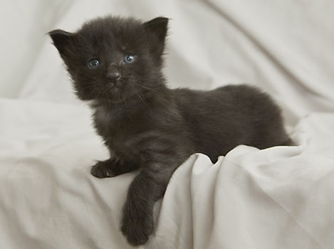 Wildfee's Norwegische Waldkatzen Wildfee's Pasha Panther Ray - 3 Woche alt