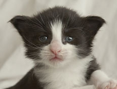 Wildfee's Norwegische Waldkatzen SC Wildfee's Pernilla - 3 Woche alt