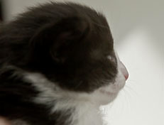 Wildfee's Norwegische Waldkatzen SC Wildfee's Pernilla - 3 Woche alt