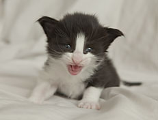 Wildfee's Norwegische Waldkatzen SC Wildfee's Pernilla - 3 Woche alt