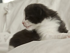 Wildfee's Norwegische Waldkatzen SC Wildfee's Pernilla - 3 Woche alt