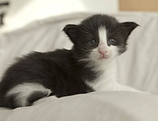 Wildfee's Norwegische Waldkatzen SC Wildfee's Pernilla - 3 Woche alt