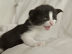 Wildfee's Norwegische Waldkatzen SC Wildfee's Pernilla - 3 Woche alt