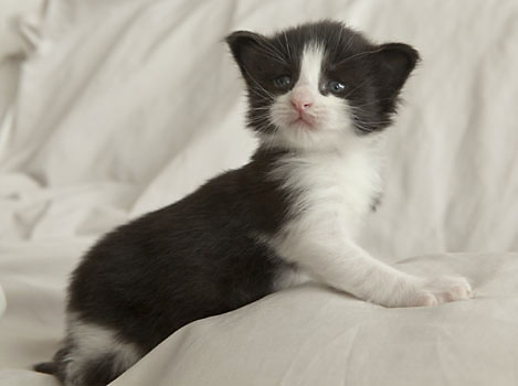 Wildfee's Norwegische Waldkatzen SC Wildfee's Pernilla - 3 Woche alt