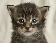 Wildfee's Norwegische Waldkatzen Wildfee's Perseus - 3 Woche alt