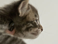 Wildfee's Norwegische Waldkatzen Wildfee's Perseus - 3 Woche alt