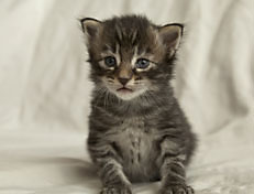 Wildfee's Norwegische Waldkatzen Wildfee's Perseus - 3 Woche alt