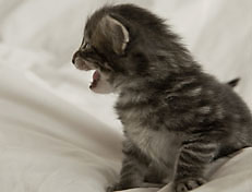 Wildfee's Norwegische Waldkatzen Wildfee's Perseus - 3 Woche alt