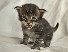 Wildfee's Norwegische Waldkatzen Wildfee's Perseus - 3 Woche alt