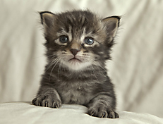 Wildfee's Norwegische Waldkatzen Wildfee's Perseus - 3 Woche alt