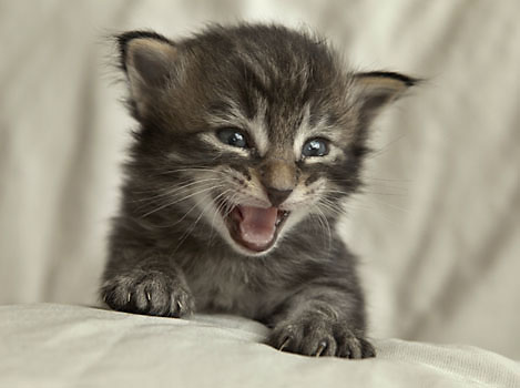 Wildfee's Norwegische Waldkatzen Wildfee's Perseus - 3 Woche alt